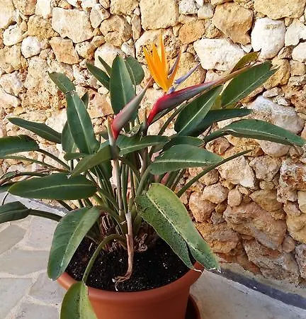 Bed & Breakfast Gozo Hills Xaghra